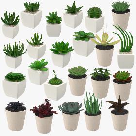 23 Succulents Collection